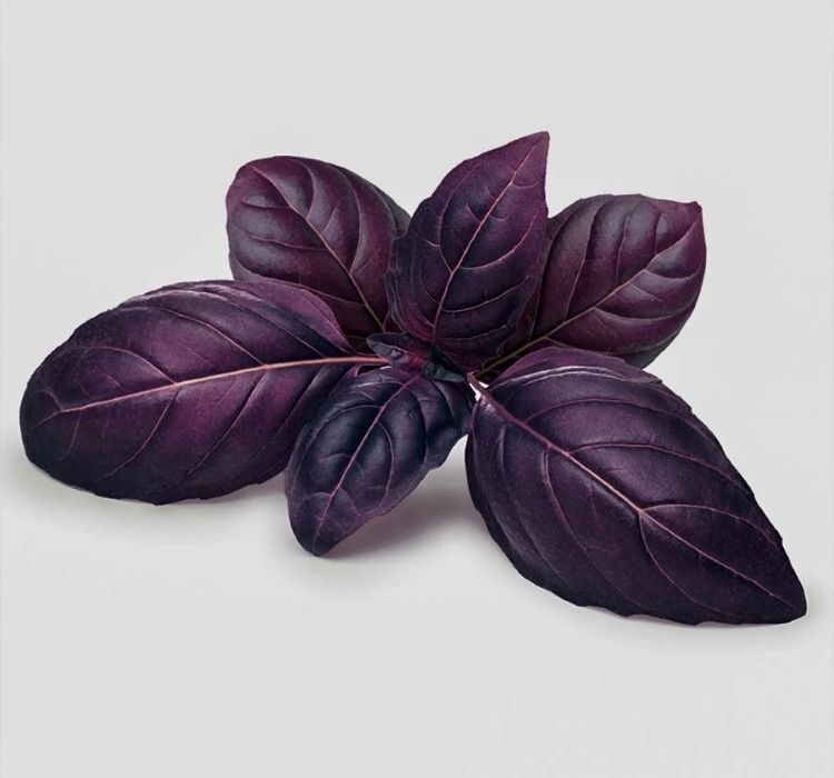 Reyhan Mor tohumu ekimi ve bakımı