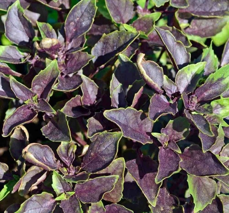 Reyhan Mor tohumu ekimi ve bakımı - 2