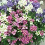 Nemezya Çiçeği Tohumu ( Kalıcı Çok Çiçekli ) Karışık Renkli - 5 Tohum