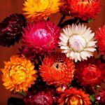 ÖLMEZ ÇİÇEK ( ÇOKLU TOHUM ) - 300 Tohum - KARIŞIK Renk