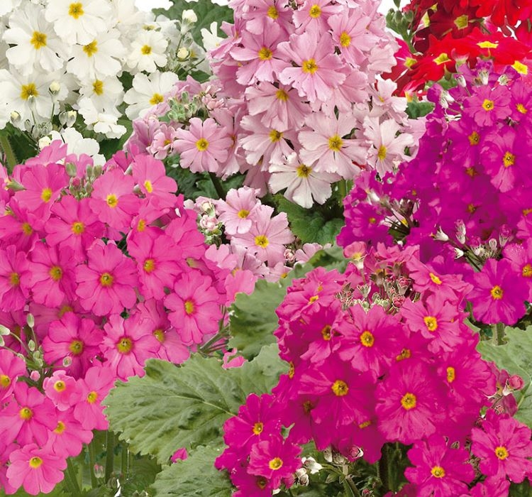 Onbir Ay Çiçeği Tohumu ekimi ve bakımı - 1