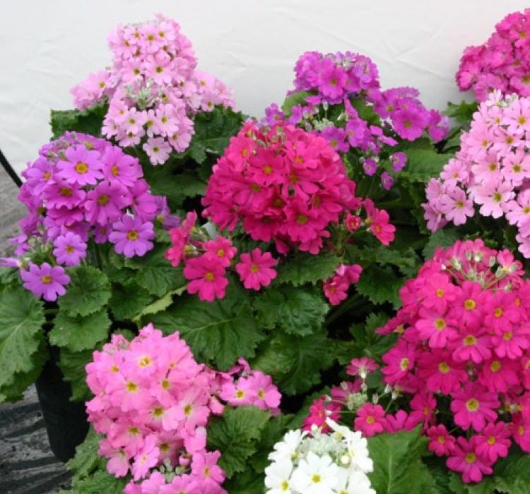 Onbir Ay Çiçeği Tohumu ekimi ve bakımı - 2