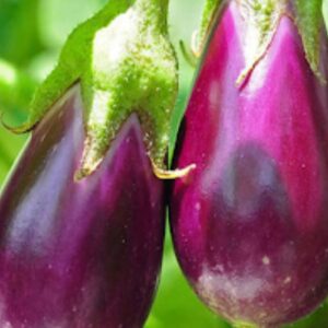 PATLICAN ANTEP  ( ÇOKLU TOHUM ) - 5 Gram