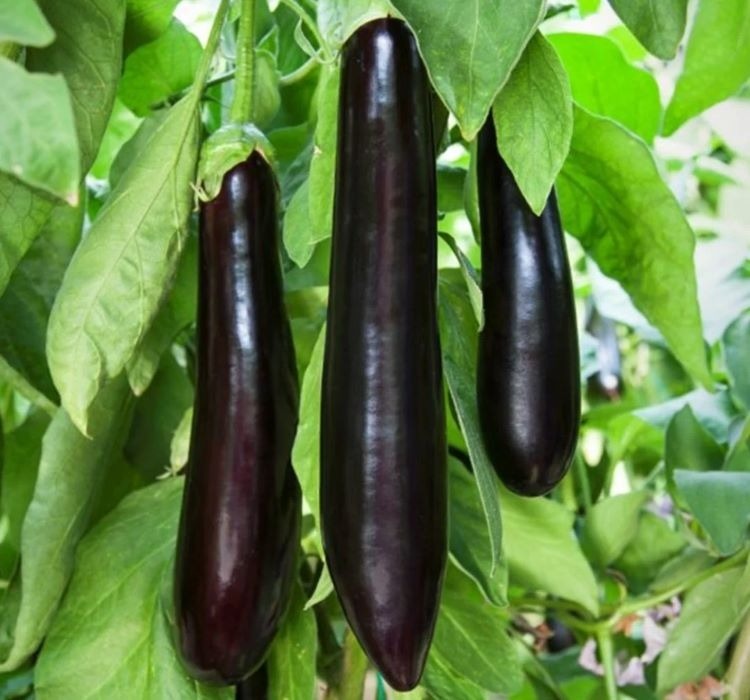 Patlıcan kemer tohumları yetiştirme ve bakımı - 1