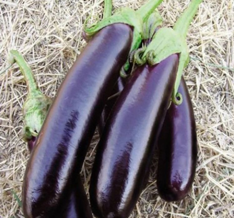 Patlıcan kemer tohumları yetiştirme ve bakımı - 2