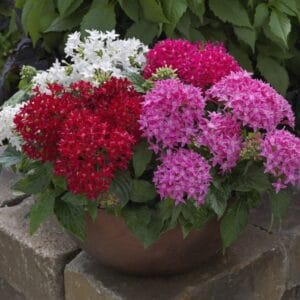 Pentas Çiçeği Tohumu ( İri çiçekli Bodur ) Karışık Renkli - 5 Tohum