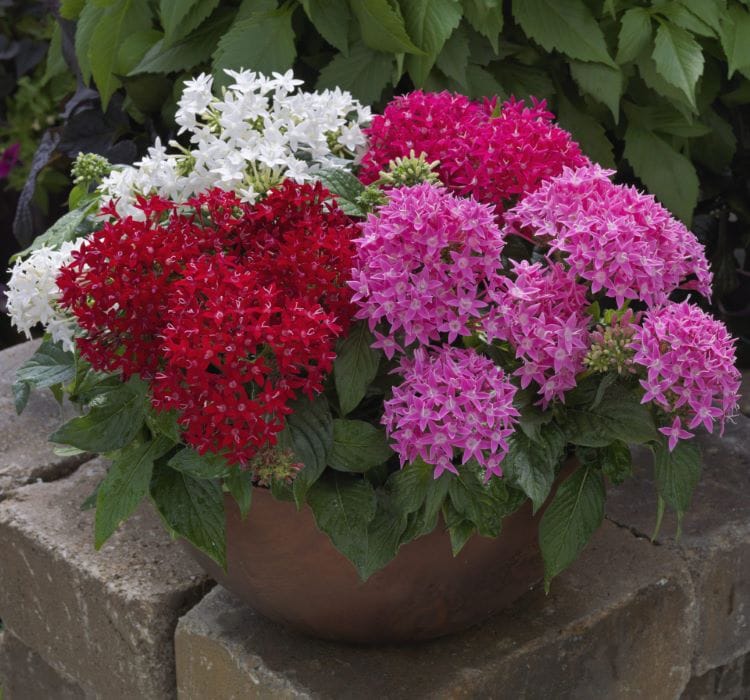 Pentas Çiçeği Tohumu ( İri çiçekli Bodur ) Karışık Renkli – Özellikleri, Bakımı ve Yetiştiriciliği