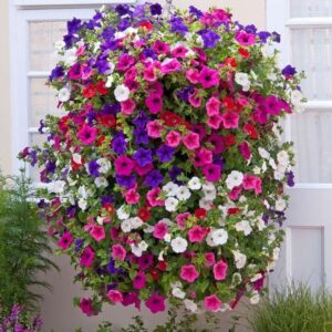 PETUNYA ( ÇOKLU TOHUM ) - 80 Tohum - KARIŞIK Renk