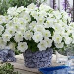 Petunya - Büyük Dev Salkım Sarkıcı - BEYAZ ( 5 Tohum )