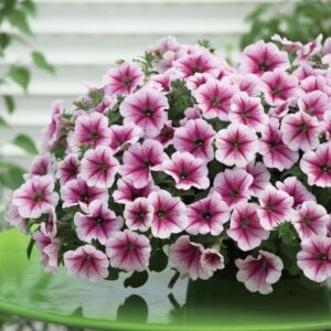 Petunya - Büyük Dev Salkım Sarkıcı - AHUDUDU ( 5 Tohum )