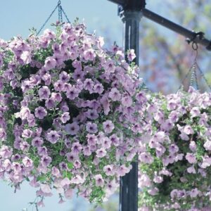 Petunya - Büyük Dev Salkım Sarkıcı - ÇİZGİLİ LİLA ( 5 Tohum )