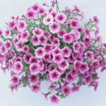 Petunya - Büyük Dev Salkım Sarkıcı - ÇİZGİLİ MOR ( 5 Tohum )