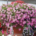 Petunya - Büyük Dev Salkım Sarkıcı - PEMBE NOKTA ( 5 Tohum )