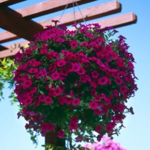 Petunya - Büyük Dev Salkım Sarkıcı - PURBLE ( 5 Tohum )