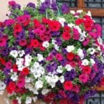 Petunya Çiçeği Tohumu ( İri çiçekli Bodur ) Karışık Renkli - 15 Tohum