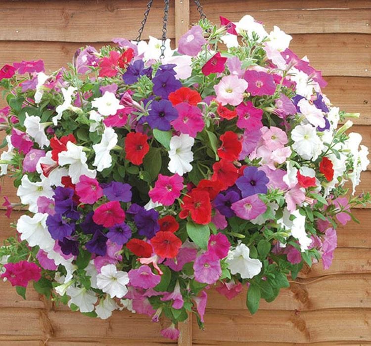Petunya çiçeği tohumu ile bahçenizi renklendirin - 1