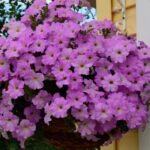 Petunya - Büyük Dev Salkım Sarkıcı - LAVANTA ( 5 Tohum )