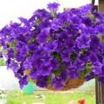 Petunya - Büyük Dev Salkım Sarkıcı - MAVİ ( 5 Tohum )