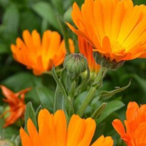 Portakal nergisi tohumları