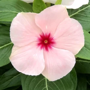 Rozet Çiçeği Apricot Renk - Saksılık 5 Tohum