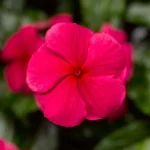 Rozet Çiçeği Bodur Seri Kırmızı Renk - Saksılık 10 Tohum