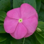 Rozet Çiçeği Bodur Seri Pembe Renk - Saksılık 10 Tohum