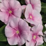 Rozet Çiçeği ( Çok Çiçekli Çok Dallanan ) Buz Pembe Renkli - 15 Tohum