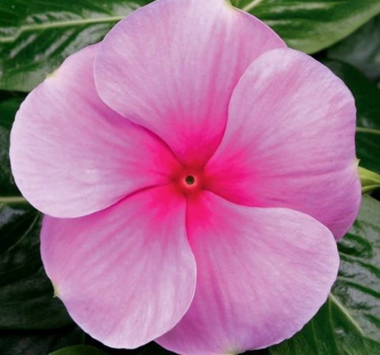 Rozet Çiçeği ( Çok Çiçekli Çok Dallanan ) Fuşya Renkli – Yetiştirme, Bakım ve Sulama İpuçları