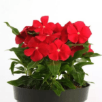 Rozet Çiçeği ( Çok Çiçekli Çok Dallanan ) Gerçek Kırmızı Renkli - 15 Tohum