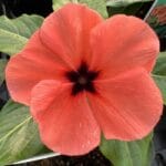 Rozet Çiçeği ( Çok Çiçekli Çok Dallanan ) Turuncu Renkli - 15 Tohum