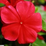 Rozet Çiçeği ( Çok Çiçekli Çok Dallanan ) Koyu Kırmızı Renkli - 15 Tohum