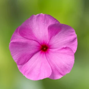 Rozet Çiçeği Sarkan Seri Lila Renk Tohumu