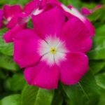 Rozet Çiçeği ( Çok Çiçekli Çok Dallanan ) Magenta Beyaz Nokta Renkli - 15 Tohum