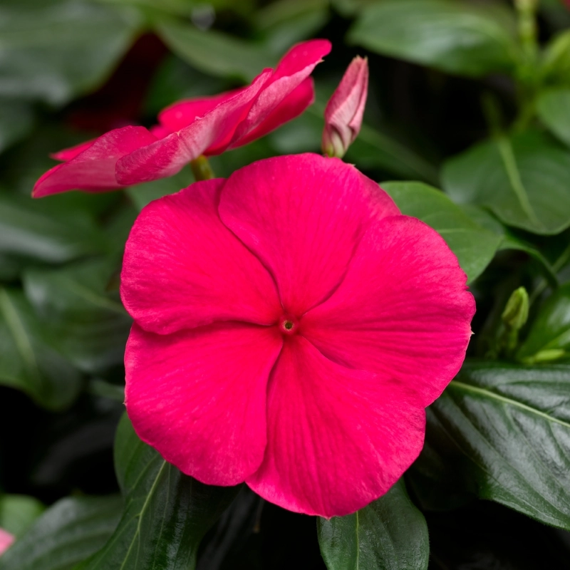 Rozet Çiçeği Sarkan Seri Punch Renk – Özellikleri ve Pratik Bakım Rehberi Rozet çiçeği sarkan tohum bakımı