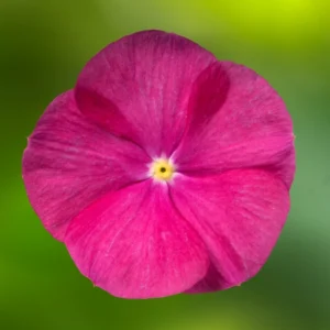 Rozet Çiçeği Sarkan Seri Viyolet Renk Tohumları