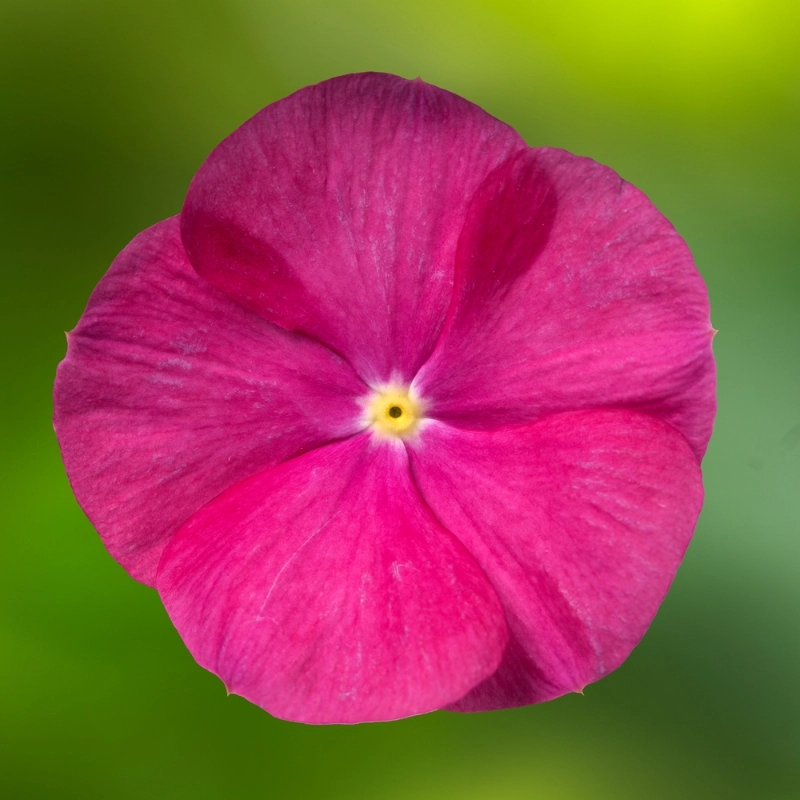 Rozet Çiçeği Sarkan Seri Viyolet Renk – Özellikleri ve Doğru Kullanım İpuçları Rozet Çiçeği Sarkan Seri Viyolet Renk Tohumları