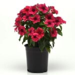 Rozet Çiçeği Tohumu Tattoo Serisi - Siyah Mor Renkli ( 5 Tohum )