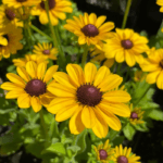 Rudbekya Çiçeği Tohumu ( Dalgalı Bodur ) Sarı Kırmızı Renkli - 5 Tohum