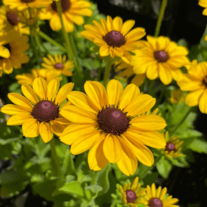 Rudbekya Çiçeği Tohumu ( Dalgalı Bodur ) Sarı Kırmızı Renkli - 5 Tohum