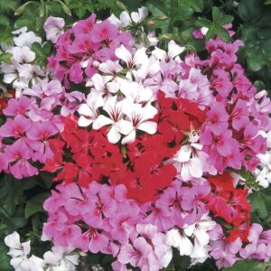 Sakız sardunya tohumu karışık renkli