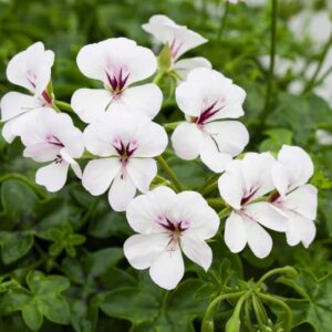 Sakız sardunya tohumları