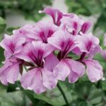 Sakız Sardunya Tohumu - Lila Renkli ( 3 Tohum )