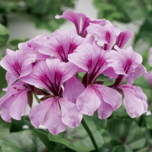 Sakız Sardunya Tohumu - Lila Renkli ( 3 Tohum )