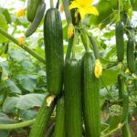 SALATALIK SIRIK ( ÇOKLU TOHUM ) - 20 Adet