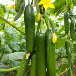 SALATALIK SIRIK ( ÇOKLU TOHUM ) - 20 Adet