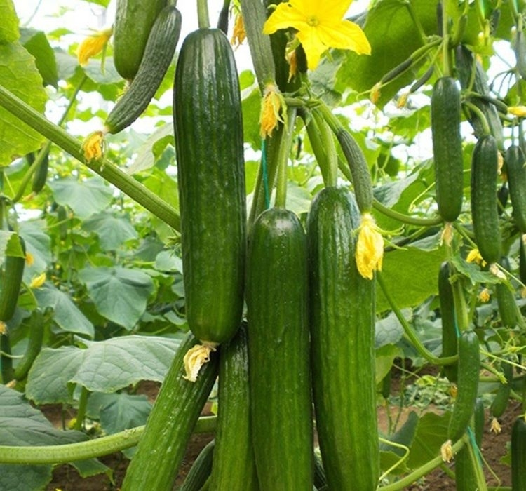 SALATALIK SIRIK ( ÇOKLU TOHUM ) - 20 Adet