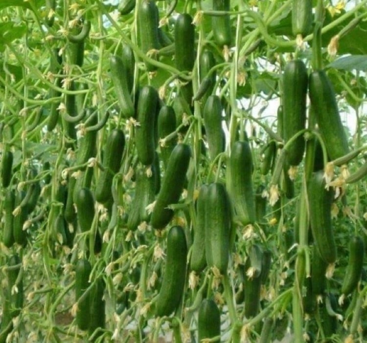 SALATALIK SIRIK ( ÇOKLU TOHUM ) - 20 Adet