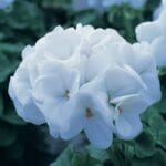 Sardunya Tohumu ( Büyük Çiçek, Kokulu Yaprak ) Beyaz Renkli - 5 Tohum