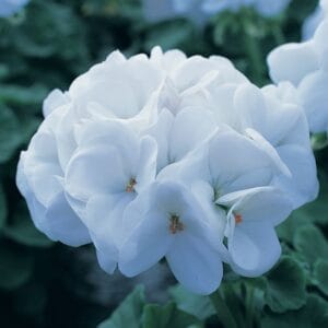 Sardunya Tohumu ( Büyük Çiçek, Kokulu Yaprak ) Beyaz Renkli - 5 Tohum