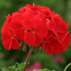 Sardunya tohumu ekimi ve bakımı